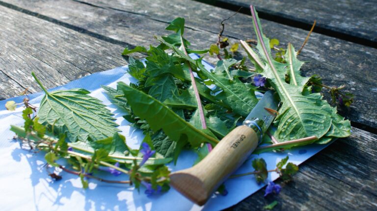 Read more about the article Foraging Workshops with Julia Behrens