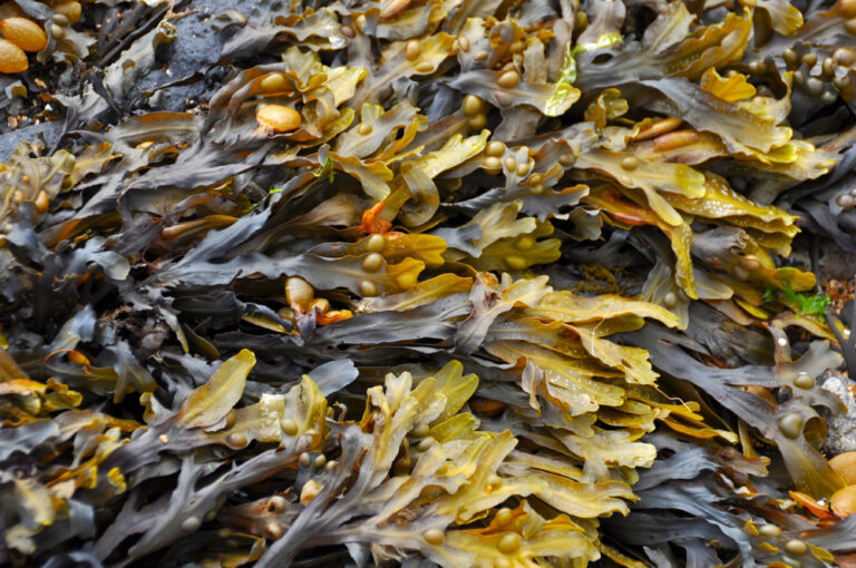 Read more about the article Seaweed Forage