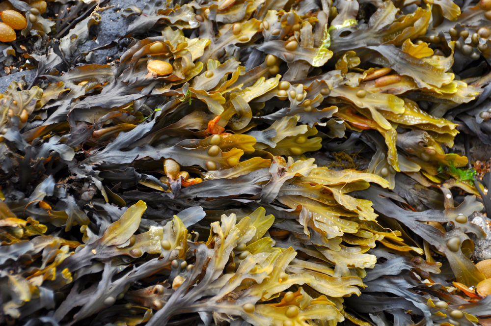 Seaweed Forage